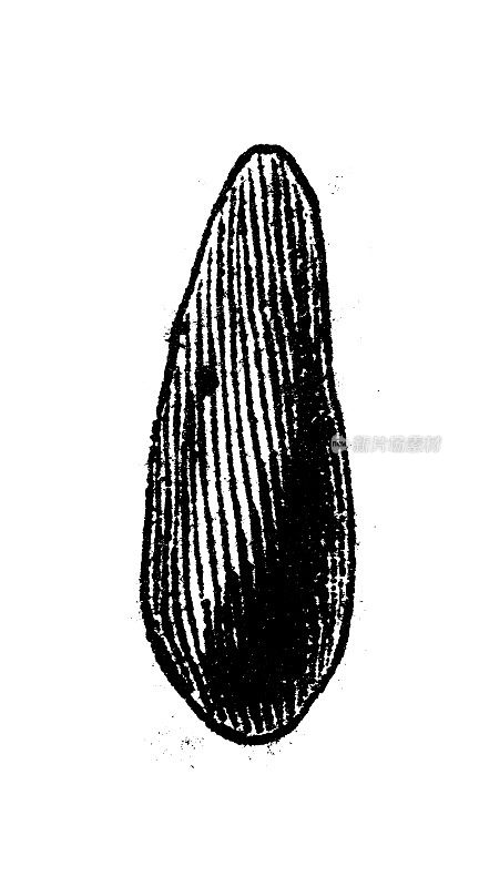 古玩雕刻插图:myrobalan, Terminalia chebula